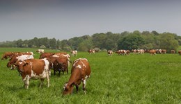 Beef 2030 supply forecasts: Conclusions and implications